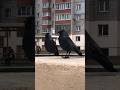 Грачи раскалывают орехи