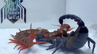 scorpion vs red dragon centipede,giant centipede challenges giant scorpion 雨林蝎vs红龙蜈蚣
