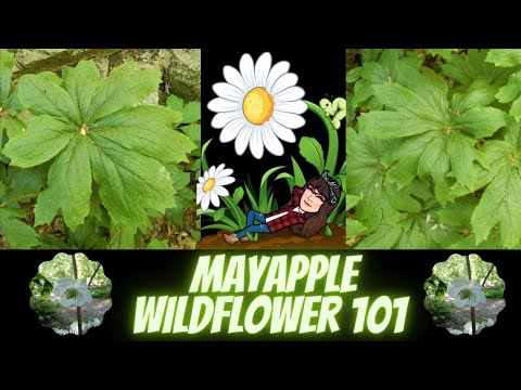 Video: ¿Para qué sirve mayapple?