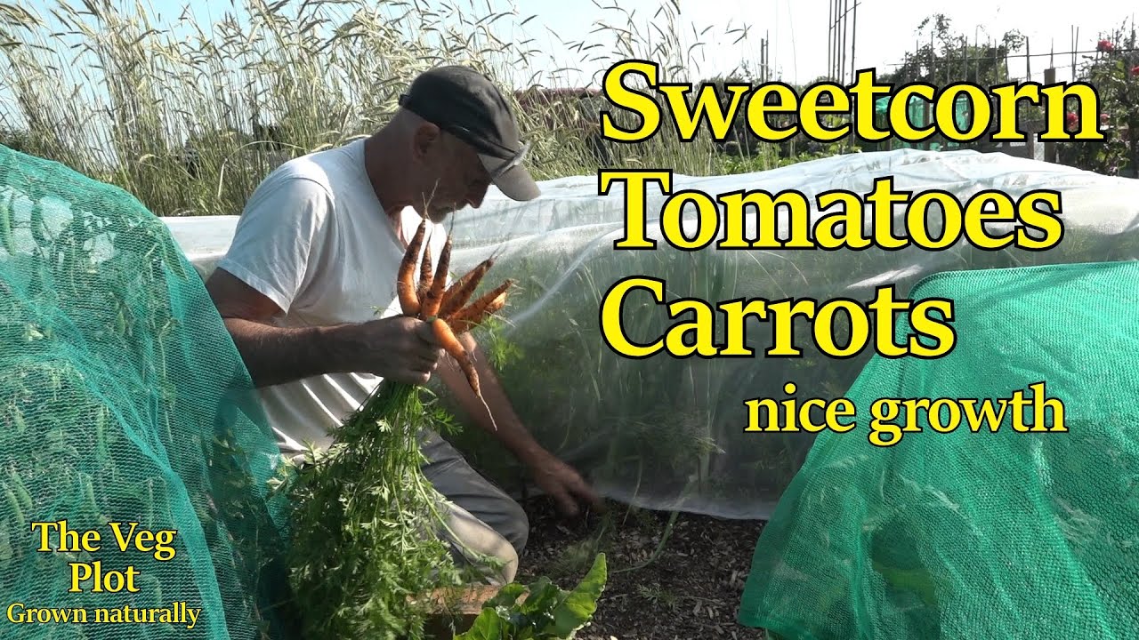 sweetcorn tomatoes and carrots thriving