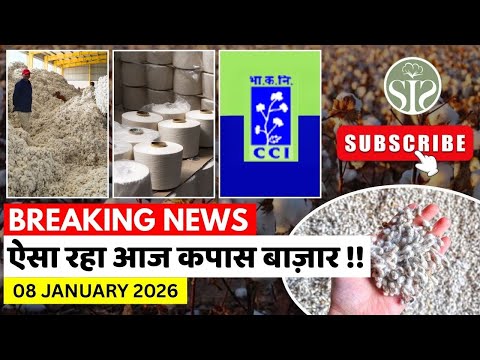 भारत के कपास बाजार की ताज़ा रिपोर्ट🤓cotton bales sold by CCI today  #cottoncorporationofindia
