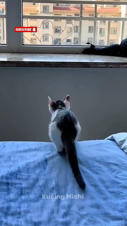 Wiiiii🤣🤣 #cat #funny #comedy #shorts