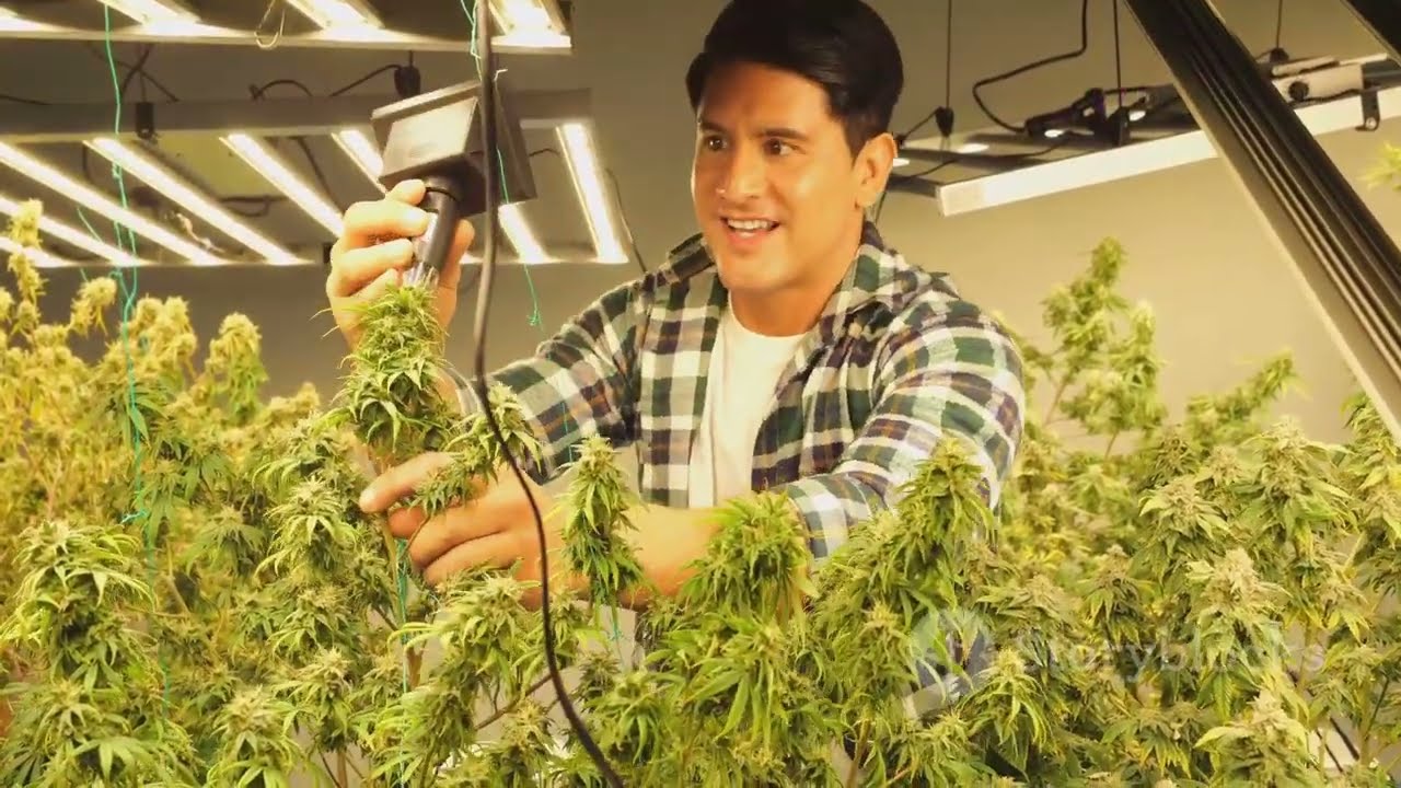High Tech Highs - Revolutionizing Cannabis w/ Technology