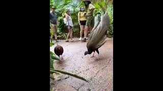 Peacock Shows OFF Unreal Feathers #shorts