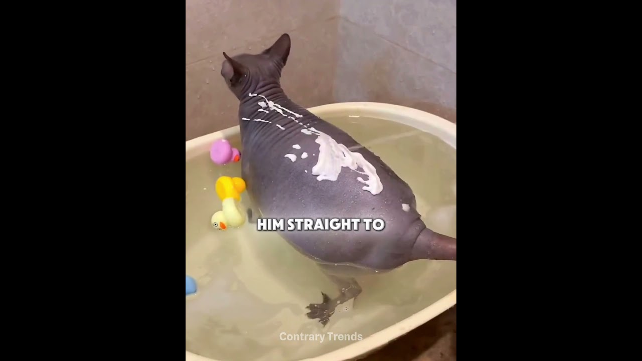 He Thought Hairless Cats Would Be Clean 😭