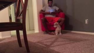 Miniature Pinscher - Dexter Going Crazy - 06-26-16 Sunday