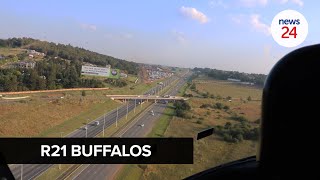 WATCH | Peekabull! Elusive buffaloes traced to Serengeti Golf and Wildlife Estate