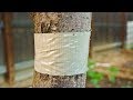 How to Protect Trees from Ants with Duct Tape | Tanglefoot Not Needed