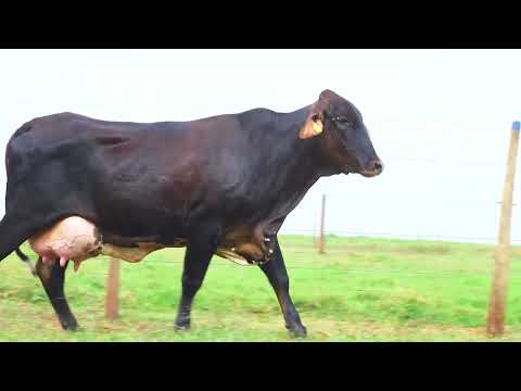 LOTE 04 1124 CY