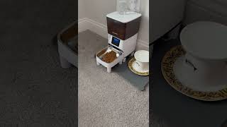 WUIPET Elevated Automatic Cat Feeder noise