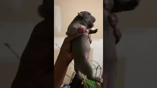 The infamous “hellnaw” pup that plopped out in my other video