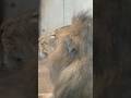 #shorts トウヤくん　ライオンくんと呼ばれる❣️ 千葉市動物公園　2026年7月5日