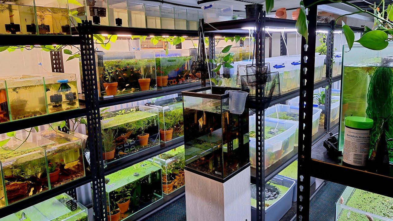 Microfish Room Fish Room Update, Over 100 Tanks in this Tiny Fish Room. - YouTube