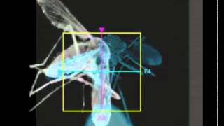 Tutorial 10 How to kill a Mosquito getoct.mp4