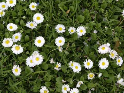 Dawood Sarkhosh Do Nimay Seb