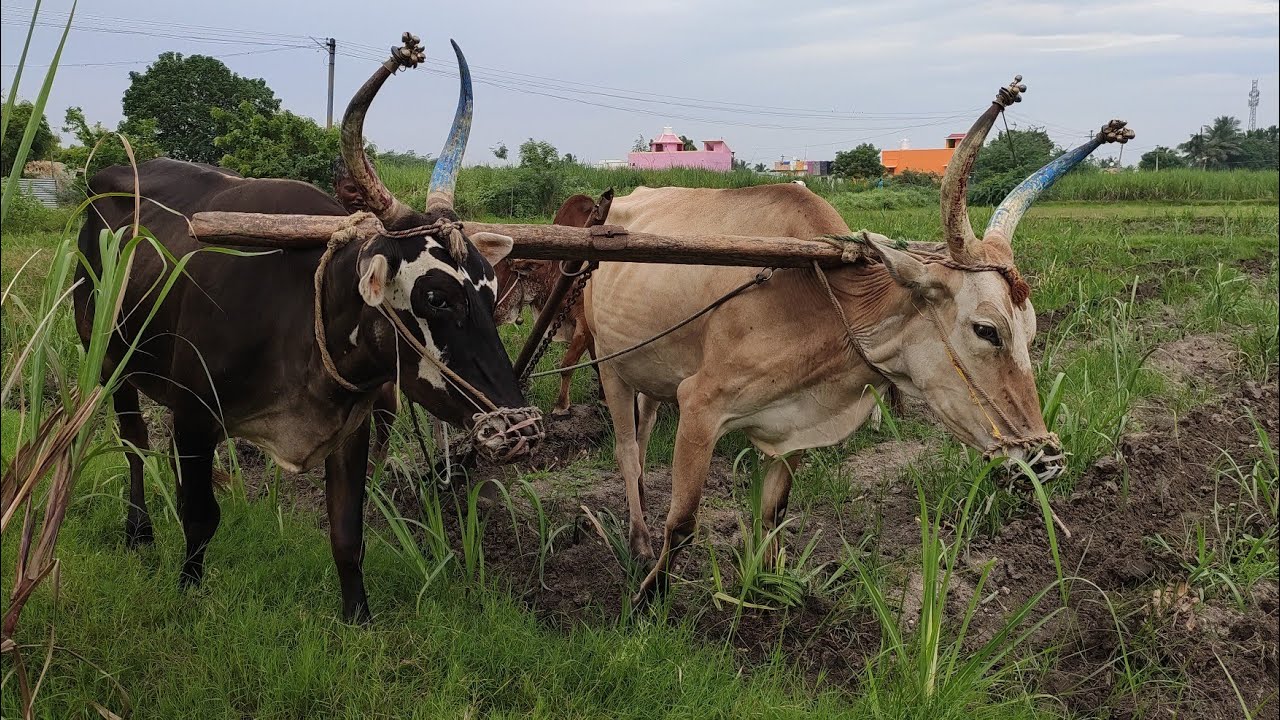 Bullock | Bullockcart heavy load video | Bullockcart stuck video | Bullockcart racing videos Bullock