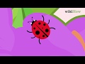 How to Take Care of a Ladybug