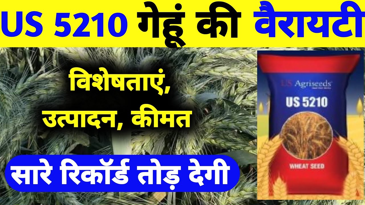 US 5210 Wheat Seed| यूएस 5210 गेहूं बीज| US 5210 Gehun ki variety| Bajrang Beej Bhandar|