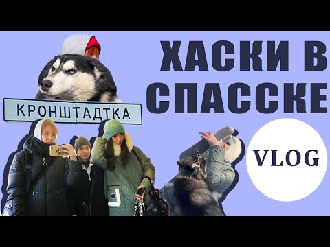 VLOG — 85 хаски и три девчонки