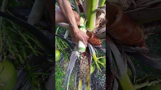 Coconut flower cutting daily to collect Coconut wine 🍷🌴🔪 #coconut #coconutwine #makingwine #wine