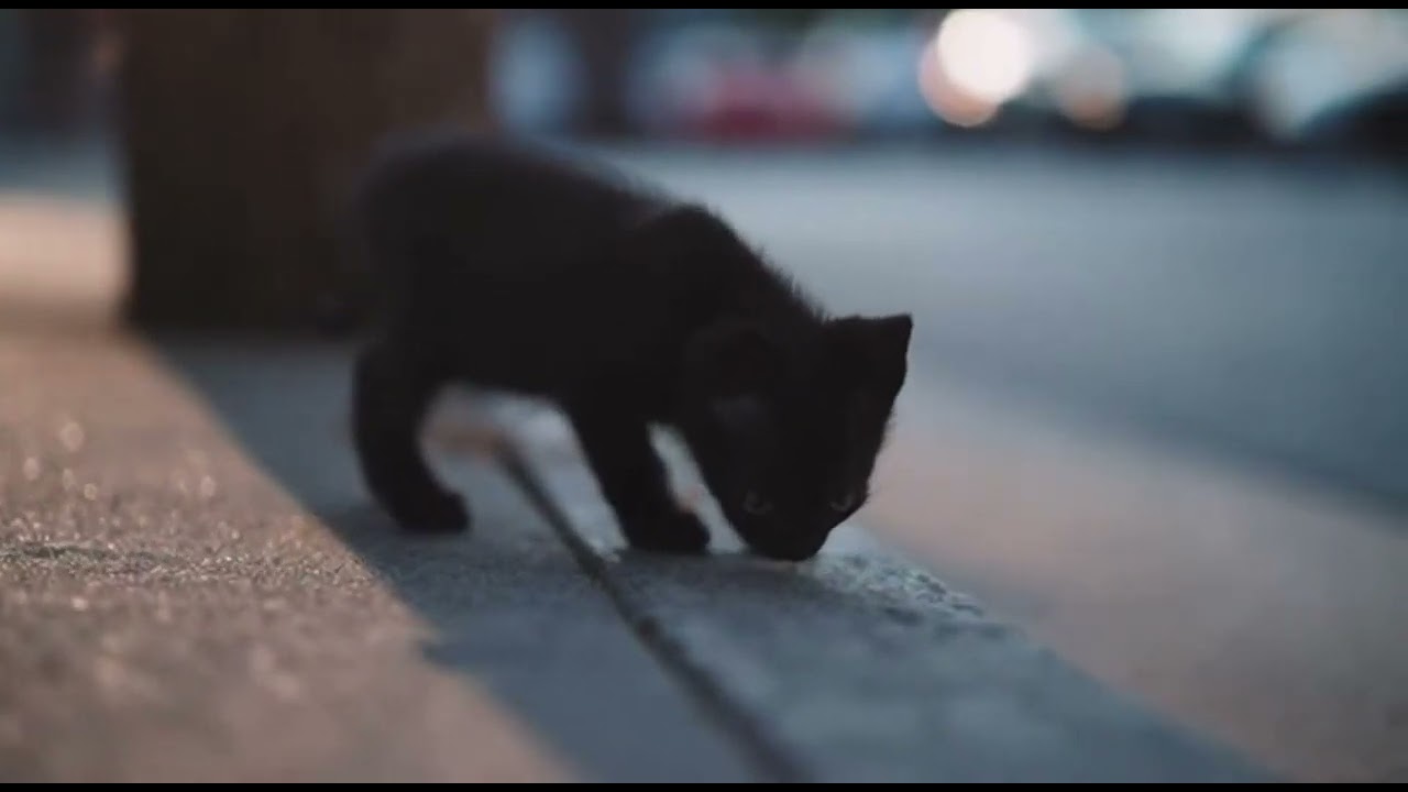 She Waited… But the Shadow Never Returned 😿🐾 | Emotional Kitten Short