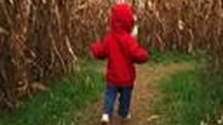 Corn Maze