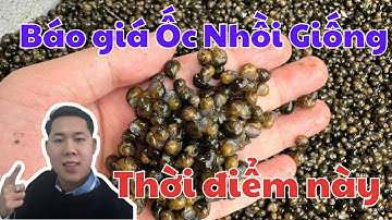 Top 5 Lý Do Nên Đầu Tư Vào Ốc Nhồi Giống Trong Năm 2025 NÀY!