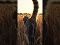“Lost cat finds magical farm 🐱🌾#viralshorts #trendingshorts #shortsvideo #reels #viralvideo