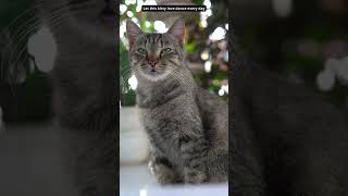Let this kitty love dance every day #cutecats #cat #gatos #gatosdomésticos #catmusic #catshorts