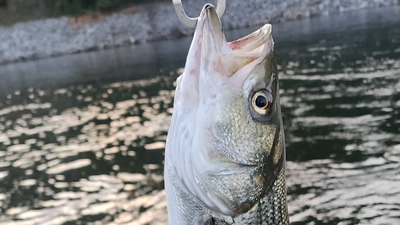 Striper fishing July 10 2023.... YouTube