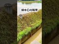 田んぼの水がすぐ抜ける原因3選 #shorts