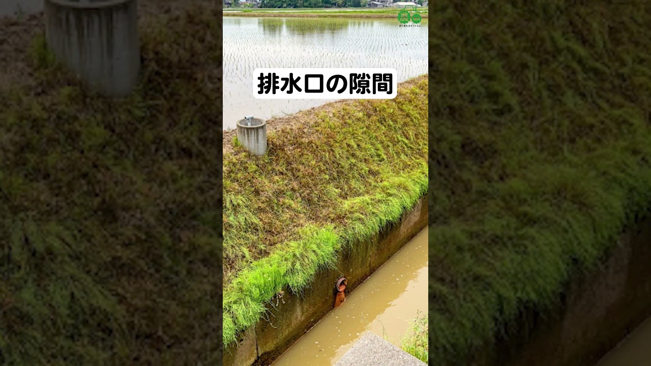 田んぼの水がすぐ抜ける原因3選 #shorts