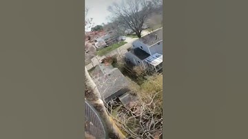 Taking a whole maple lead. #shorts #treework #rigging