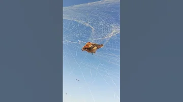 عصفور الربادي 