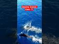 Amazing Dolphin Views 🐬 Nuruddin Explores #maldives #seaview #fish #ocean #boatlife #nature #shorts