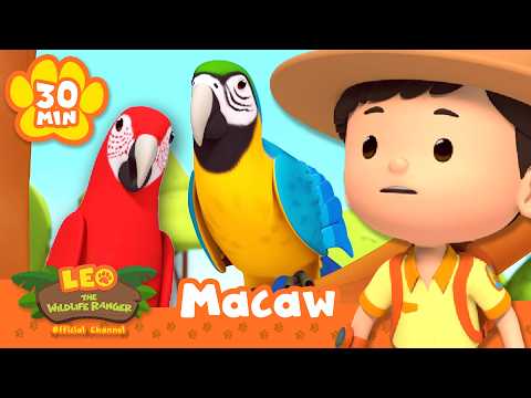 LEO FINDS COLOURFUL PARROTS IN THE FOREST! | Leo the Wildlife Ranger | Educational Animal Cartoons