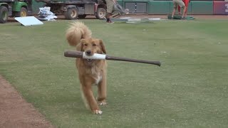 'Bat Dog' steals hearts of baseball fans | WHIO-TV