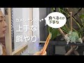 カメレオンの飼育〜上手な餌やり編/餌べない時/how to feed chameleon