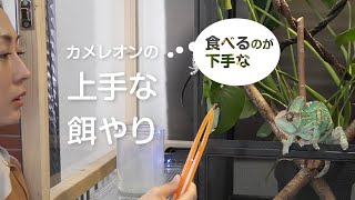 カメレオンの飼育〜上手な餌やり編/餌べない時/how to feed chameleon