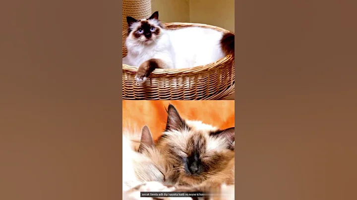 Video 11836651: birman cat, cat colors