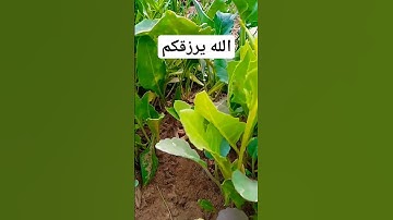 الشيخ ماهر المعيقلي #ouargla #الجزائر #algeria #ورقلة #اكسبلور #الشيخ تلاوة رائعة