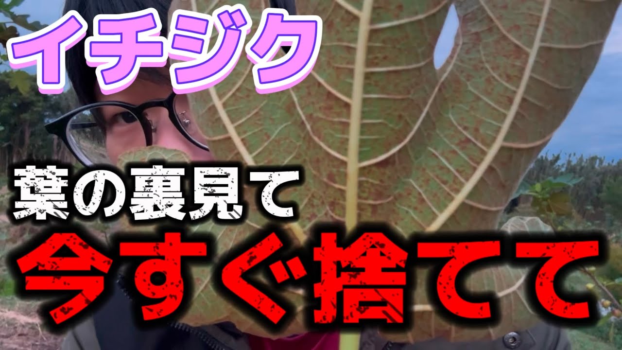 Figs] If this is the case, throw it away immediately. Explanation