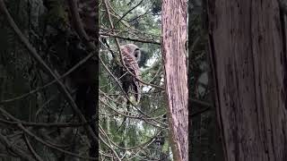 Wow Barred Owl Encounter In My Yard 