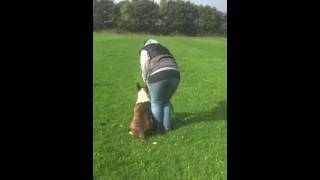 Lydighedstræning Hos Lenett Og Tim Med Kronos