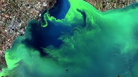 Using Harvested Algae Blooms to Make Sustainable Materials AND Clean Water