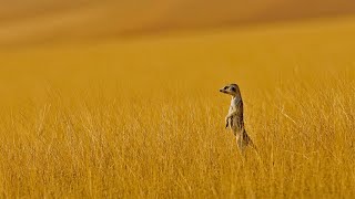 A meerkat in Namibia (Microsoft Bing Gallery)