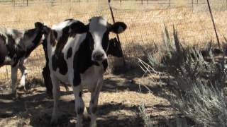 Moonice Kicks up her Heels