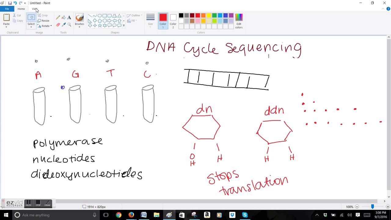 DNA Cycle Sequencing YouTube