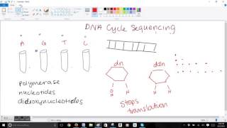 DNA Cycle Sequencing