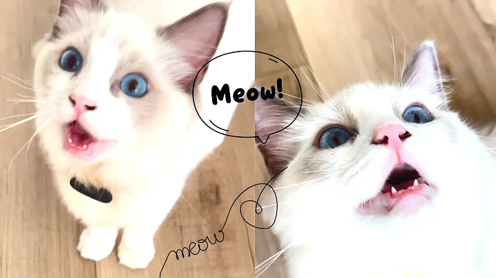 Watch the video about Why My Ragdoll Kitten Meows Like A Duck? #catmeow #ragdollkittens #cat